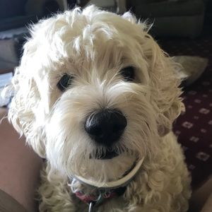 Meet your Posher, Maggie